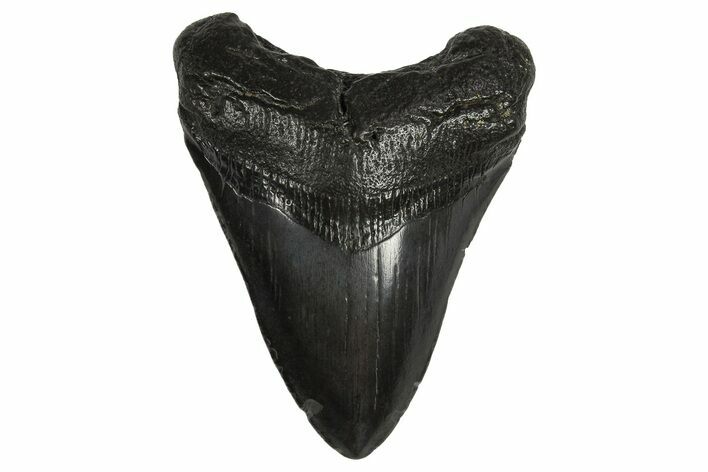 Fossil Megalodon Tooth - South Carolina #295891